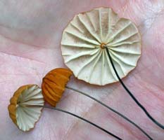 a view of the underside shows the widely spaced gills Marasmius siccus.